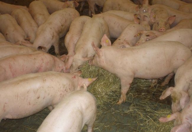 Schweine - Fleischerei Münch