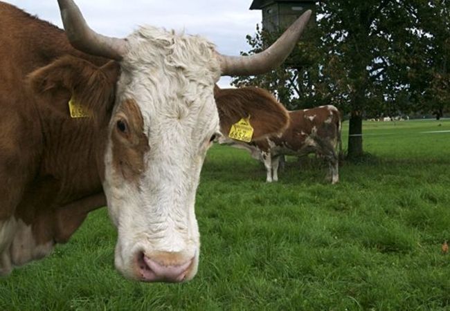 Kuh - Fleischerei Münch