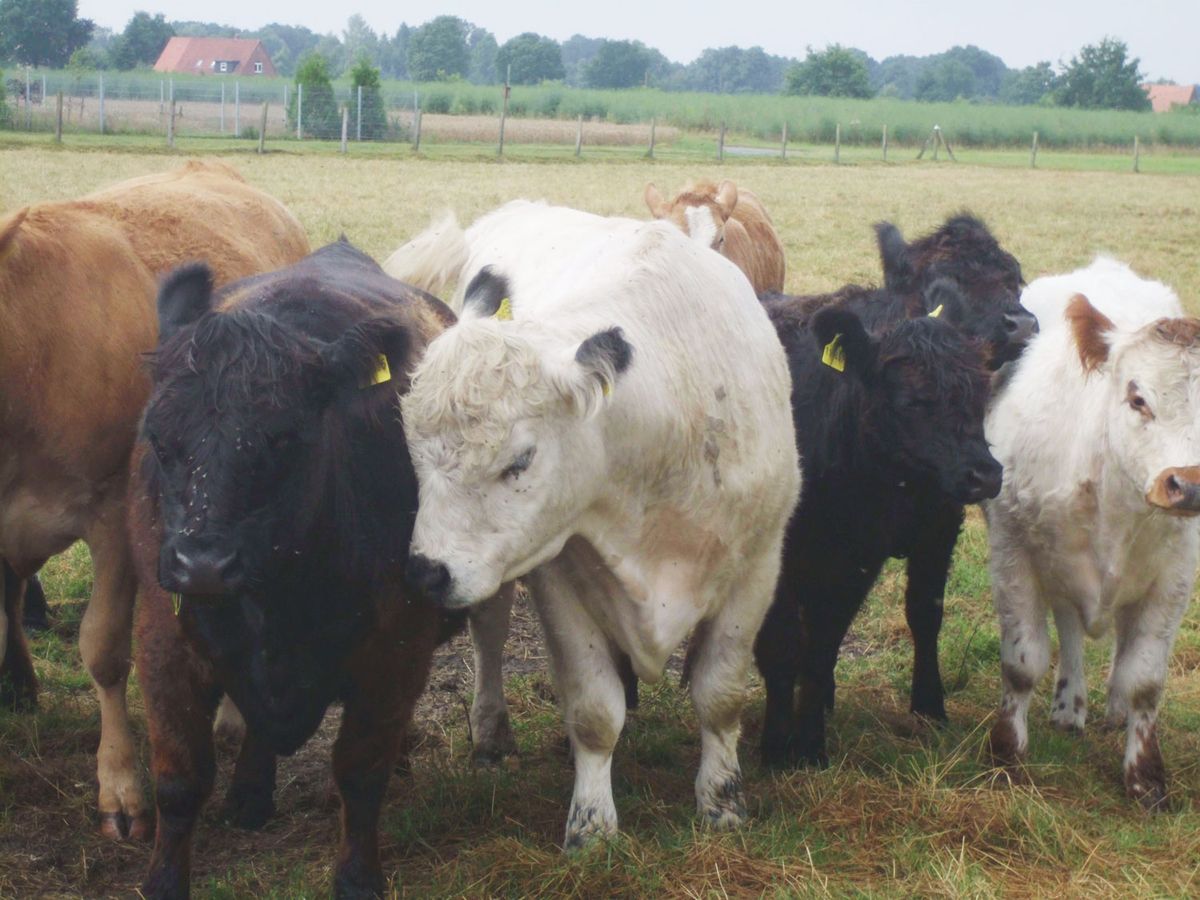 Kühe auf einer Weide - Fleischerei Münch